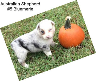 Australian Shepherd #5 Bluemerle