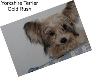 Yorkshire Terrier Gold Rush