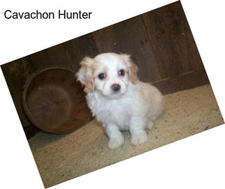 Cavachon Hunter