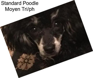 Standard Poodle Moyen Tri/ph