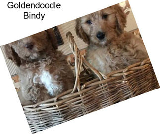 Goldendoodle Bindy