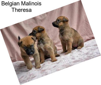 Belgian Malinois Theresa