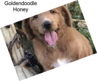 Goldendoodle Honey