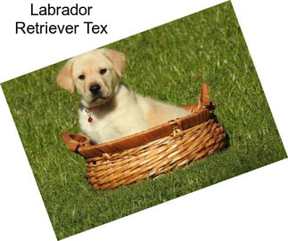Labrador Retriever Tex