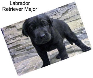 Labrador Retriever Major