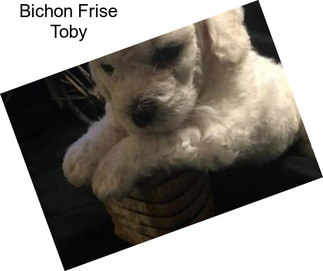 Bichon Frise Toby