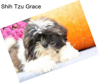 Shih Tzu Grace