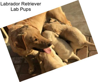 Labrador Retriever Lab Pups