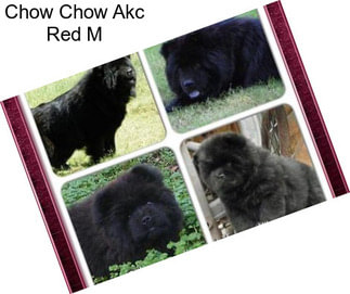 Chow Chow Akc Red M