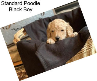 Standard Poodle Black Boy