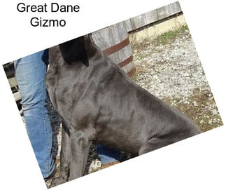 Great Dane Gizmo