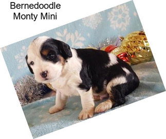 Bernedoodle Monty Mini