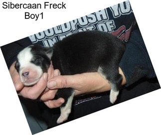 Sibercaan Freck Boy1