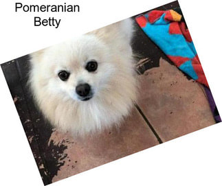 Pomeranian Betty