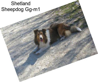 Shetland Sheepdog Gg-m1