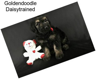 Goldendoodle Daisytrained