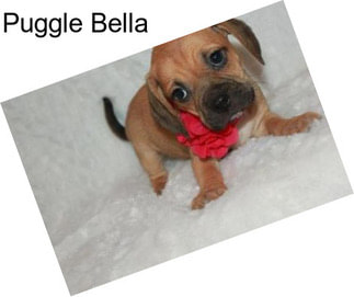 Puggle Bella