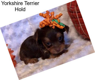 Yorkshire Terrier Hold