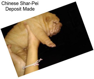 Chinese Shar-Pei Deposit Made