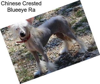Chinese Crested Blueeye Ra