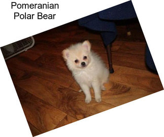 Pomeranian Polar Bear