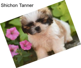 Shichon Tanner