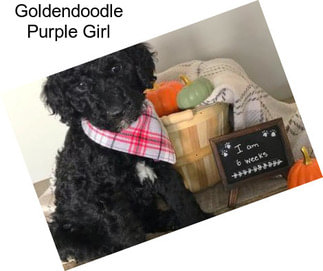 Goldendoodle Purple Girl