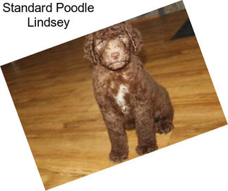 Standard Poodle Lindsey