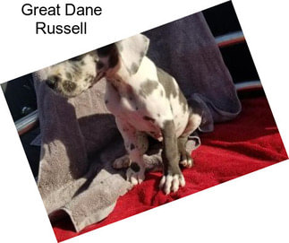 Great Dane Russell