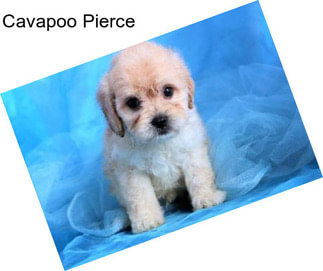 Cavapoo Pierce