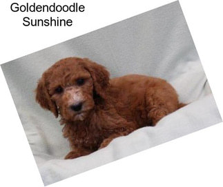 Goldendoodle Sunshine