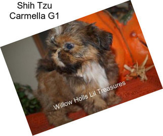 Shih Tzu Carmella G1