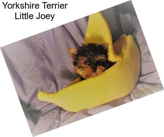 Yorkshire Terrier Little Joey