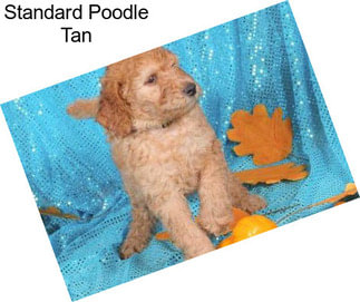 Standard Poodle Tan