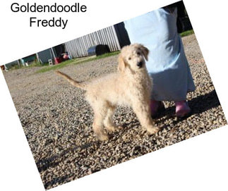 Goldendoodle Freddy