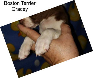 Boston Terrier Gracey