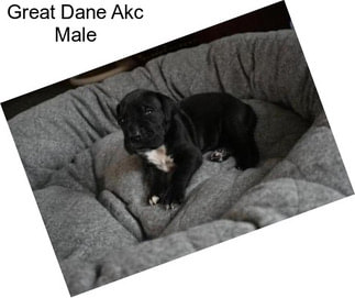 Great Dane Akc Male