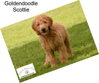 Goldendoodle Scottie