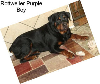 Rottweiler Purple Boy