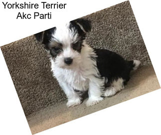 Yorkshire Terrier Akc Parti