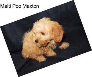 Malti Poo Maxton