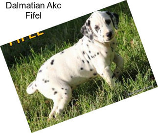 Dalmatian Akc Fifel