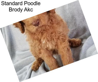 Standard Poodle Brody Akc