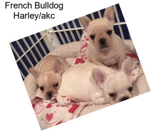 French Bulldog Harley/akc