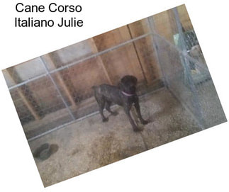 Cane Corso Italiano Julie