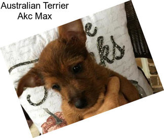 Australian Terrier Akc Max