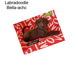 Labradoodle Bella-achc