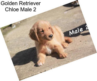 Golden Retriever Chloe Male 2