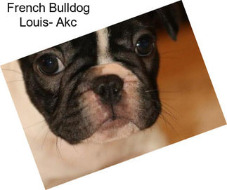 French Bulldog Louis- Akc