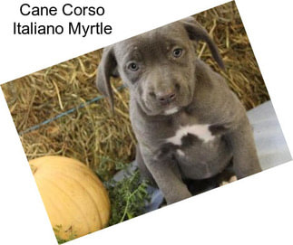 Cane Corso Italiano Myrtle